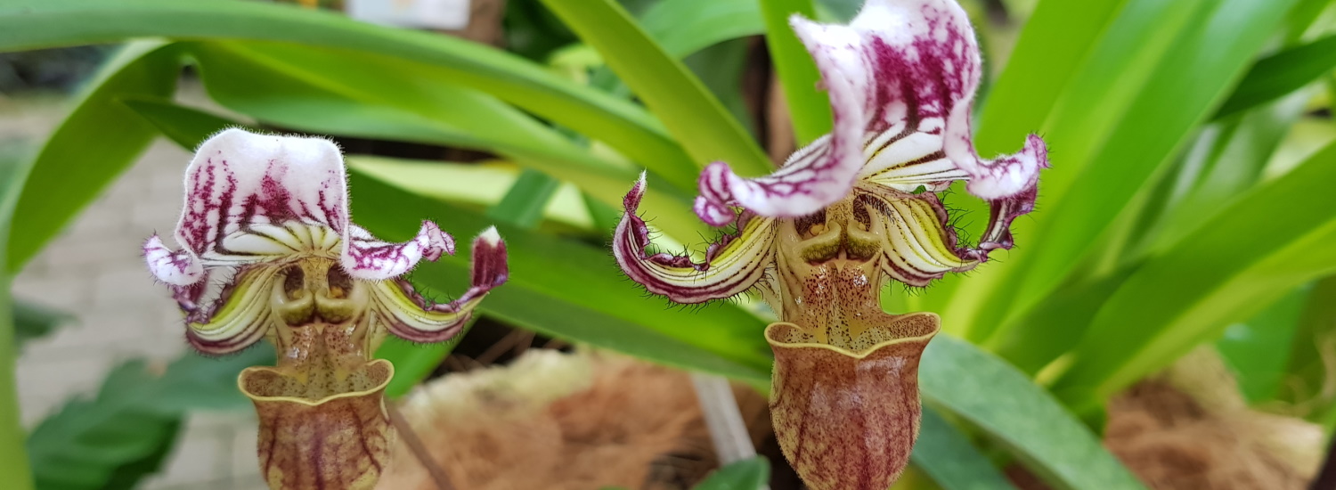 Orchidarium Estepona